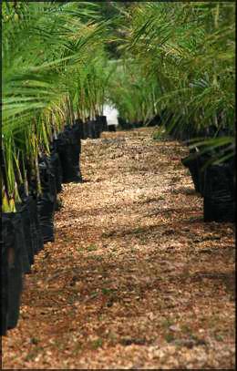 washingtonia