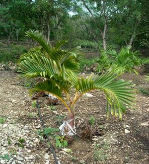 Palmeras botella