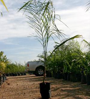 Palmeras Coco Plumoso