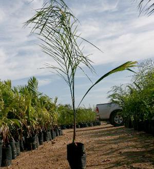 Palmeral Coco Plumoso