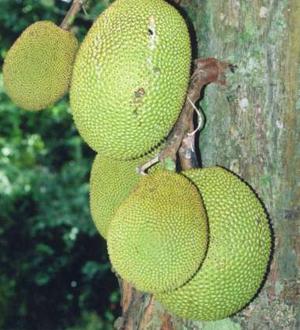 Jack Fruit