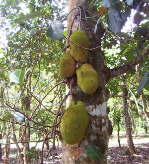 Jack Fruit Palmeral