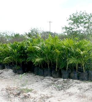Palmeras