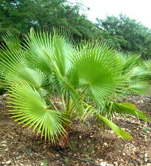 Washingtonia Palmeral