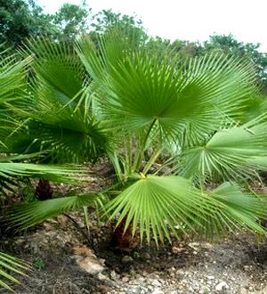 palmeras Washingtonia