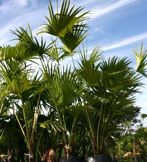 Washingtonia Palmeras