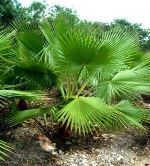 Washingtonia